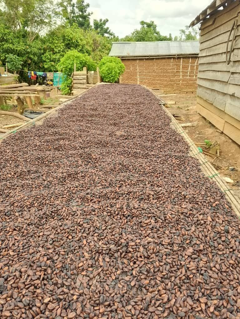 Premium Cocoa Beans & Agricultural Products