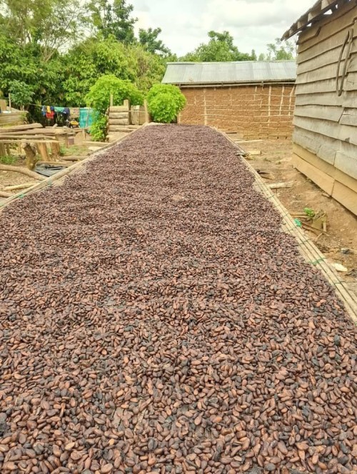Premium Cocoa Beans & Agricultural Products