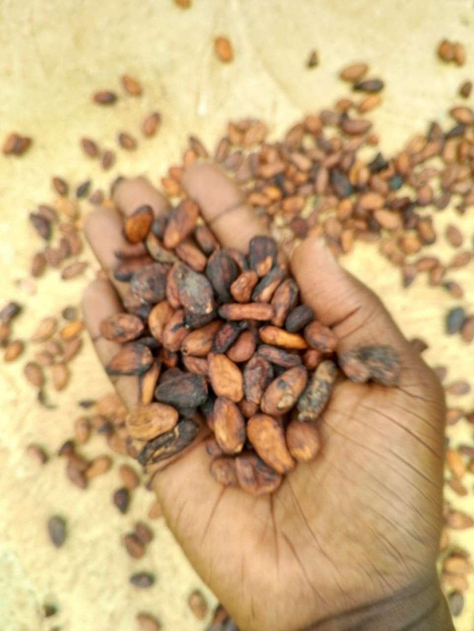 Premium Cocoa Beans & Agricultural Products
