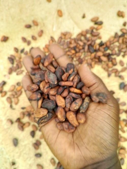 Premium Cocoa Beans & Agricultural Products