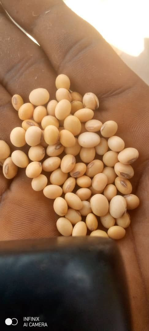Premium Soya Beans & Agricultural Products