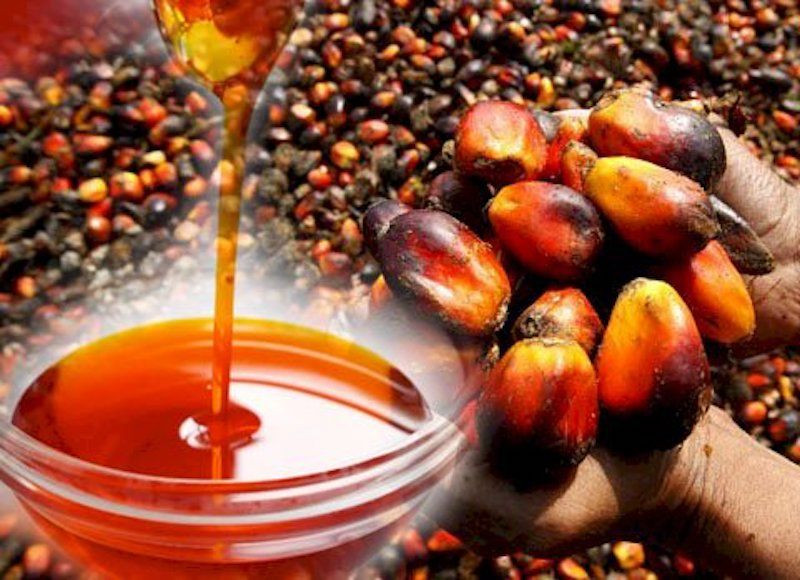 Premium Palm oil