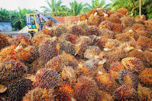 Premium Palm oil
