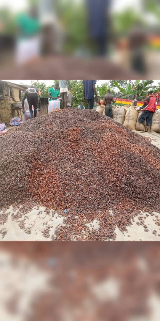 Premium Cocoa Beans & Agricultural Products